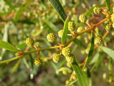 Image of Acacia verniciflua A. Cunn.