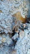 Image of Montagne's roccella lichen