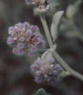 Image de Ptilotus obovatus (Gaudich.) F. Müll.