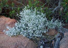 Image of Ptilotus obovatus (Gaudich.) F. Müll.