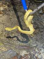 صورة Bothrops osbornei Freire-Lascano 1991