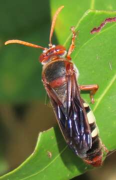 Image of Stizus fuscipennis (F. Smith 1856)