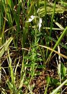 Image of Syncolostemon parviflorus var. parviflorus