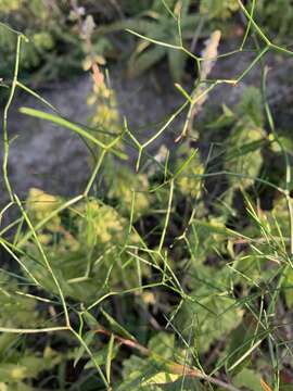 Image of Asparagus divaricatus (Oberm.) Fellingham & N. L. Mey.