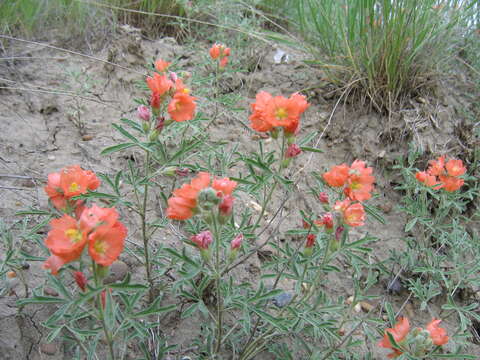 Image of scarlet globemallow