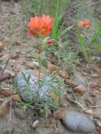 Image of scarlet globemallow