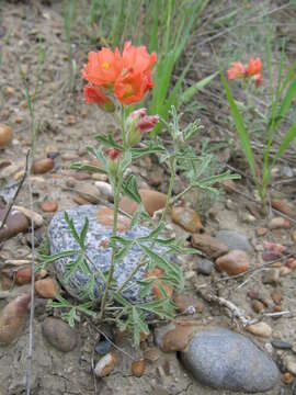 Image of scarlet globemallow