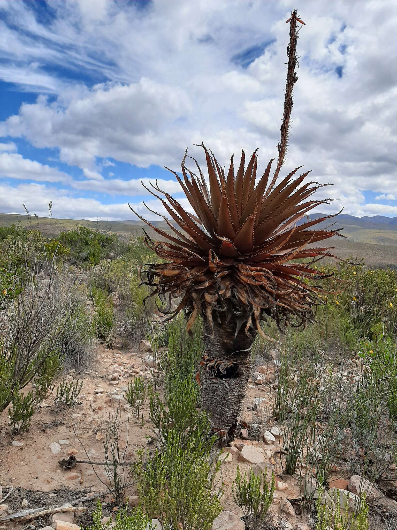 Image of Aloe lineata (Aiton) Haw.