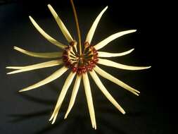 Image of Bulbophyllum makoyanum (Rchb. fil.) Ridl.