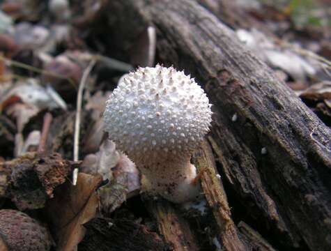 Imagem de Lycoperdon perlatum Pers. 1796