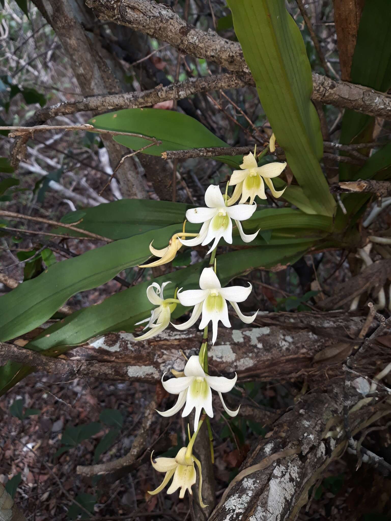 Sobennikoffia robusta (Schltr.) Schltr.的圖片