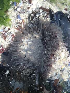 Image of Sandy anemone