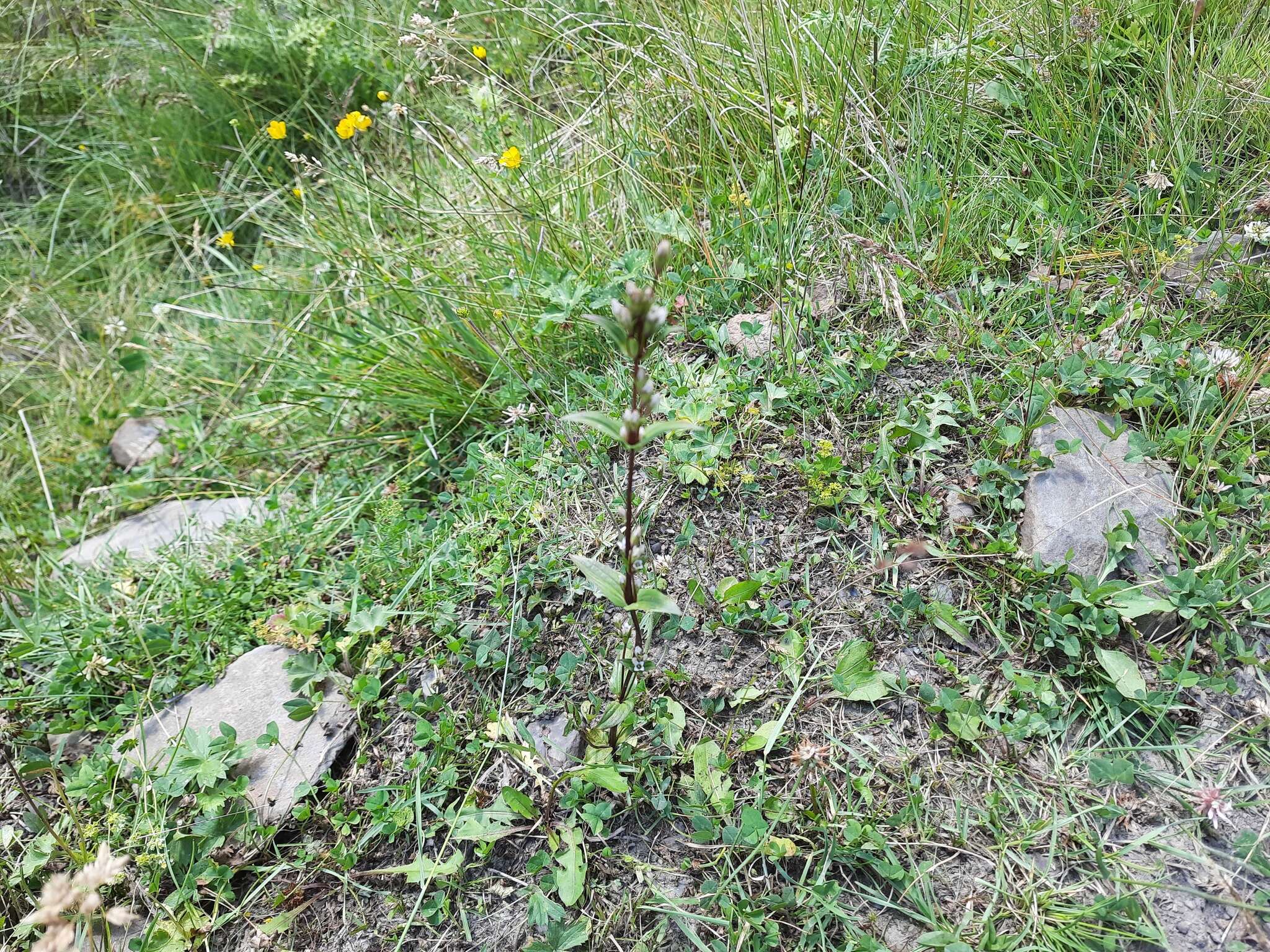 Imagem de Gentianella umbellata (M. Bieb.) Holub