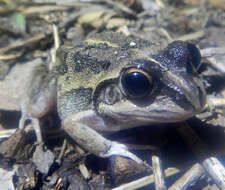 Image of Long-footed Frog