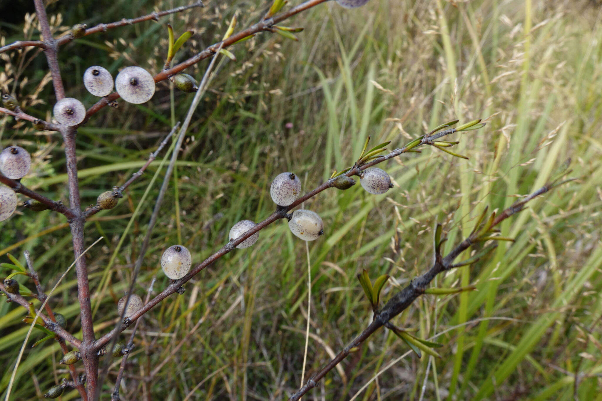 Image of Coprosma elatirioides de Lange & A. S. Markey