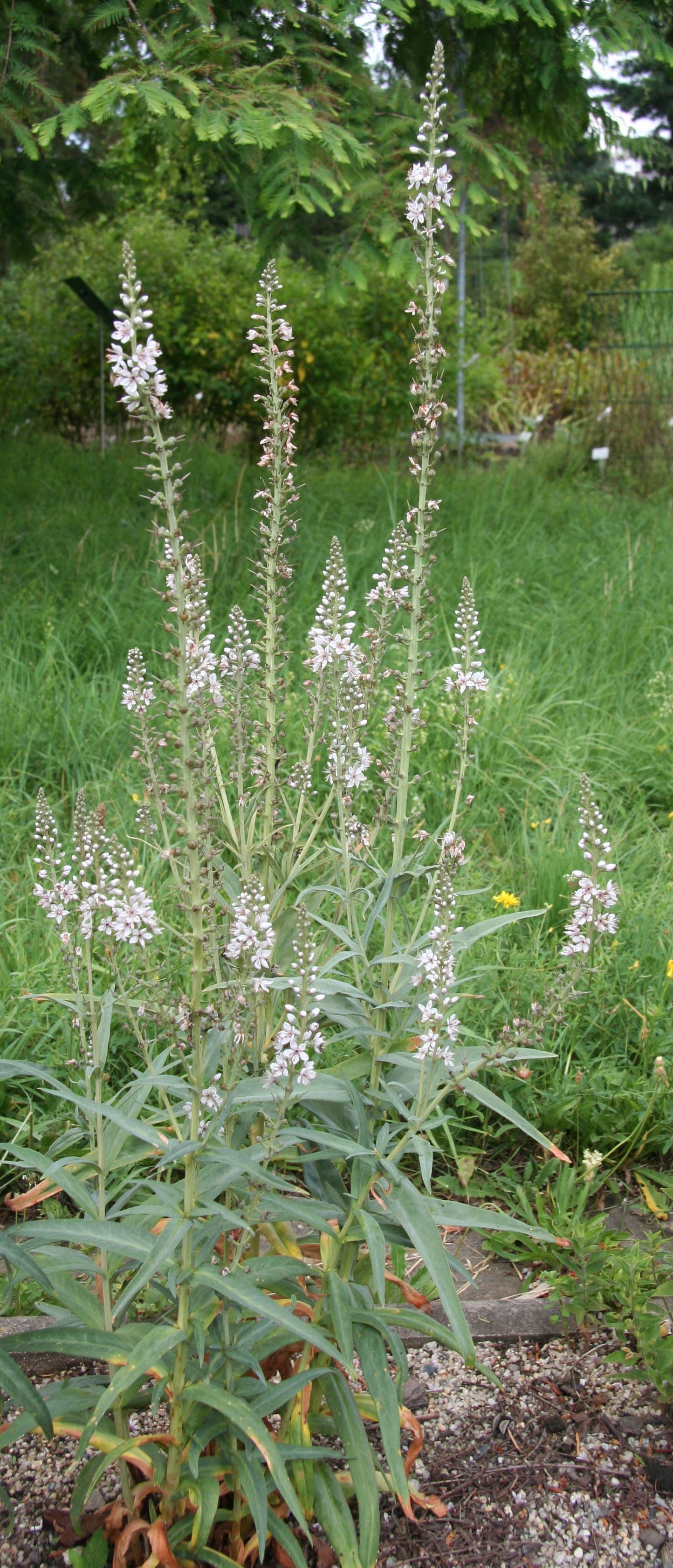 Lysimachia ephemerum L. resmi