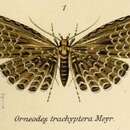 Image of Alucita trachyptera Meyrick 1906