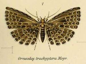 Image de Alucita trachyptera Meyrick 1906