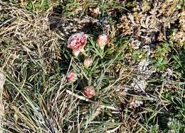 Image of Armeria maritima subsp. andina (Poeppig ex Boiss.) D. M. Moore & Yates