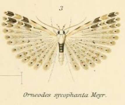 Image de Alucita sycophanta Meyrick 1906