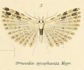Image de Alucita sycophanta Meyrick 1906
