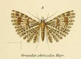 Image of Alucita phricodes Meyrick 1886