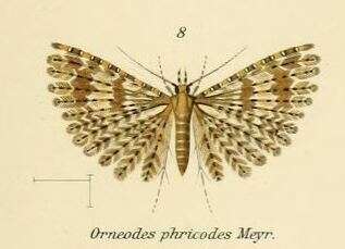 Image de Alucita phricodes Meyrick 1886