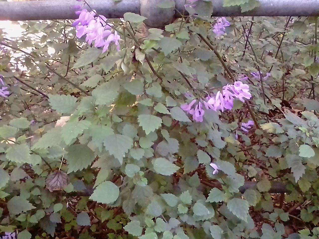 Image de Plectranthus saccatus Benth.