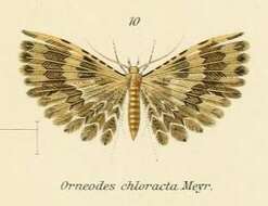 Image de Alucita chloracta Meyrick 1907