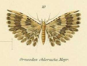 Image of Alucita chloracta Meyrick 1907