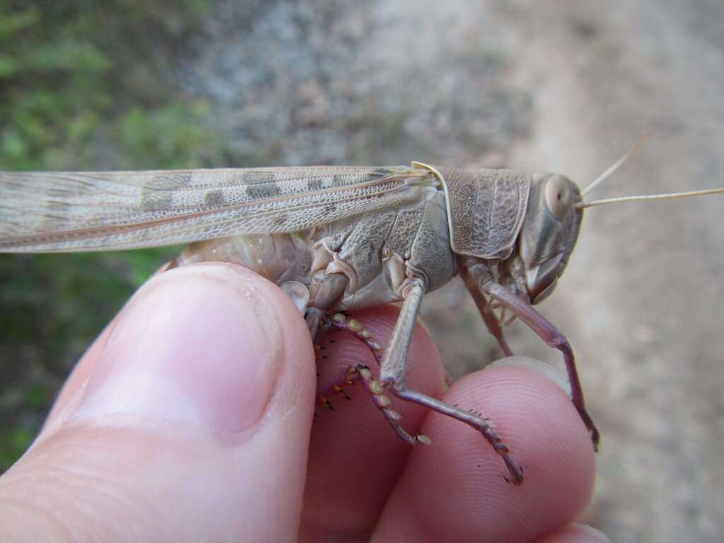 Austracris proxima (Walker & F. 1870)的圖片