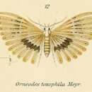 Image of Alucita toxophila Meyrick 1906