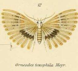 Image of Alucita toxophila Meyrick 1906