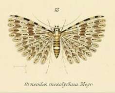 Image de Alucita mesolychna Meyrick 1907