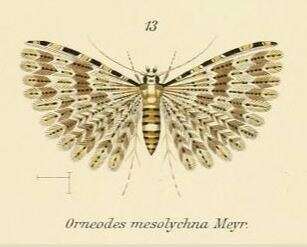 Image de Alucita mesolychna Meyrick 1907
