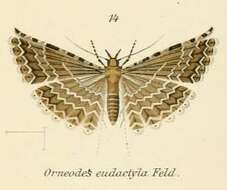 Image de Alucita eudactyla Felder 1875