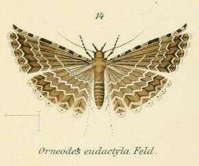 Image of Alucita eudactyla Felder 1875