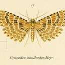 Image de Alucita xanthodes Meyrick 1890