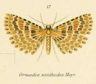 Image de Alucita xanthodes Meyrick 1890