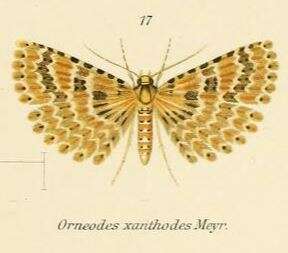 Image of Alucita xanthodes Meyrick 1890