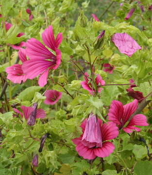 Image of Malope trifida Cav.