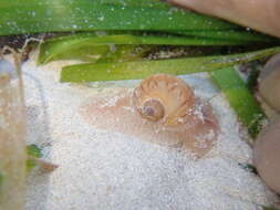 Image of colorful Atlantic moonsnail