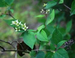 Plancia ëd Philadelphus coronarius L.