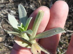 Image of beach evening primrose