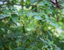 Image of Eastern Hornbeam