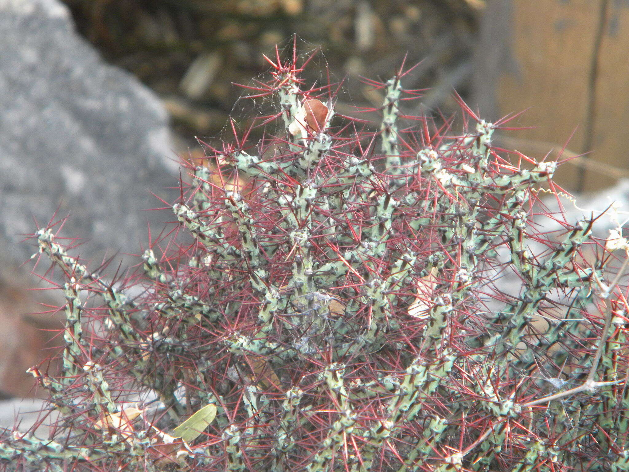 Imagem de Euphorbia aeruginosa Schweick.