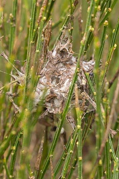 Image of Agelena labyrinthica (Clerck 1757)