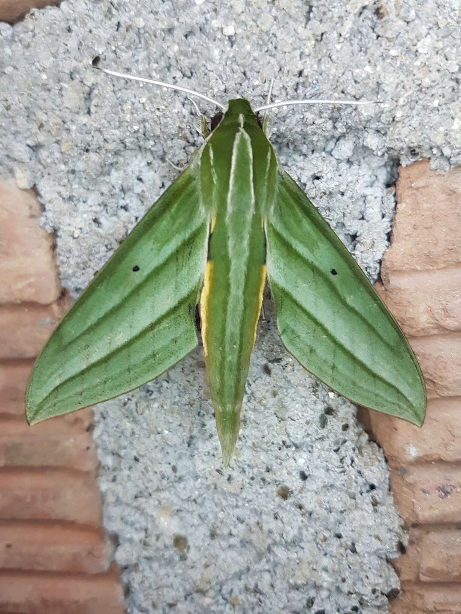 Image of Xylophanes aristor (Boisduval 1870)