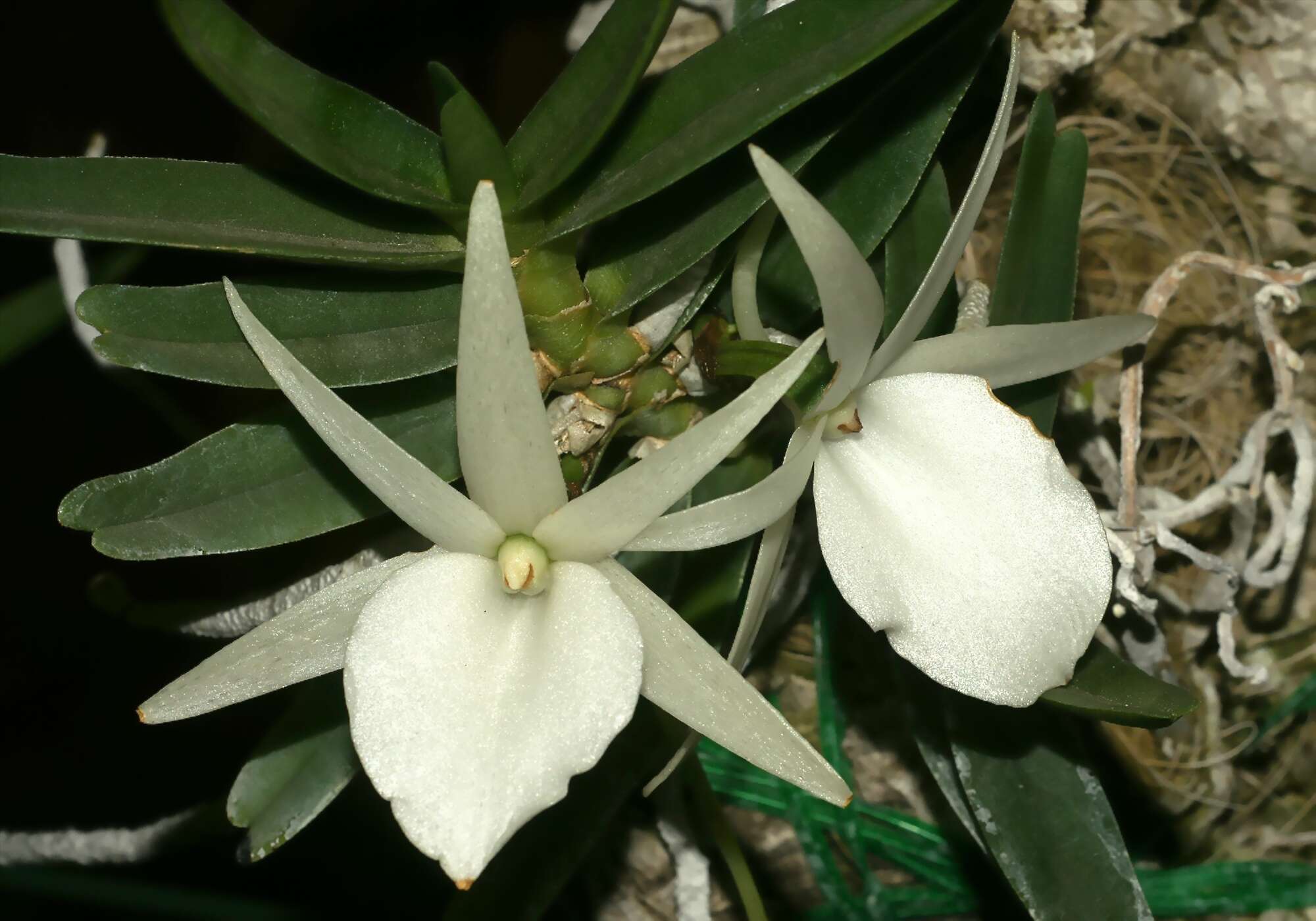 Image of Angraecum didieri (Baill. ex Finet) Schltr.