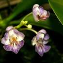 Phalaenopsis appendiculata Carr的圖片